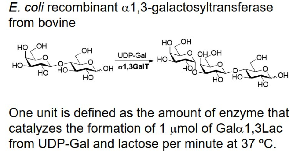 α-1,3-galactosyltransferase; α-1,3GalT